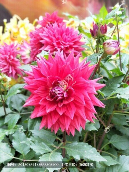 菊花薔薇花特寫