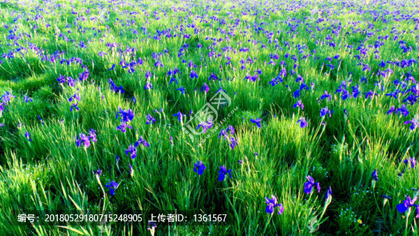 鳶尾花