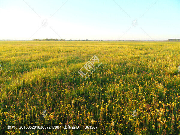 黃花風(fēng)景