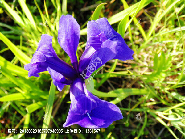 馬蓮花