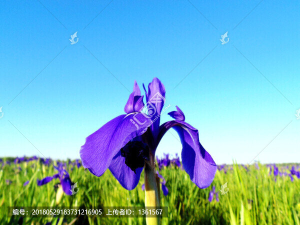 馬蘭花