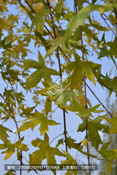 枝葉,楓樹(shù)葉