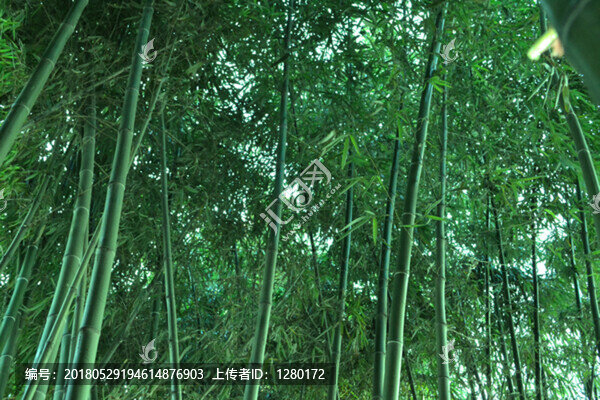 竹子,竹子素材