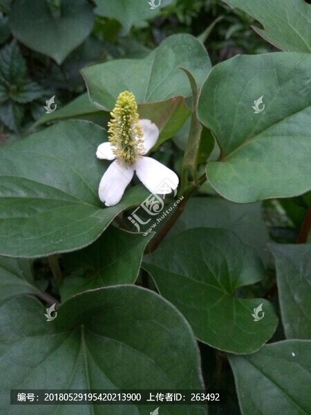 折耳根花