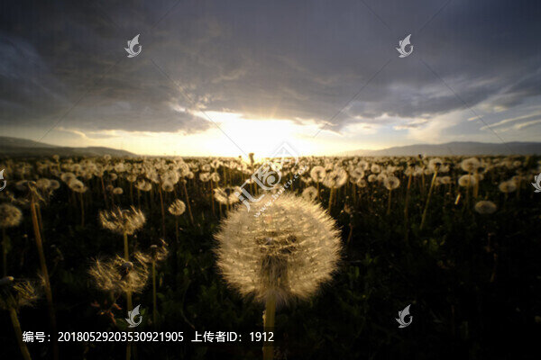 蒲公英