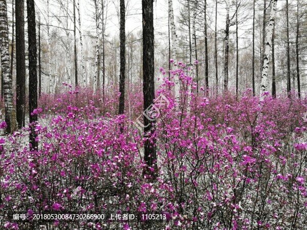 杜鵑花