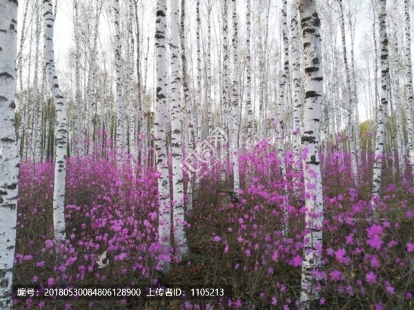 杜鵑花