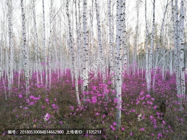 杜鵑花