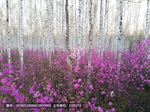 杜鵑花