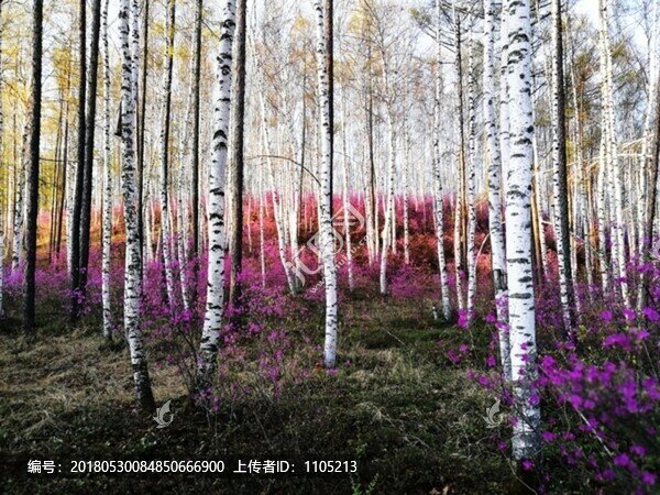 杜鵑花