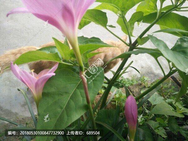 橘貓