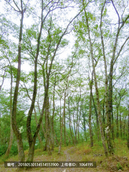 綠樹林