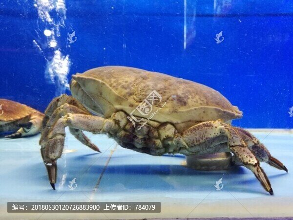 大閘蟹