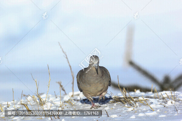 山斑鳩