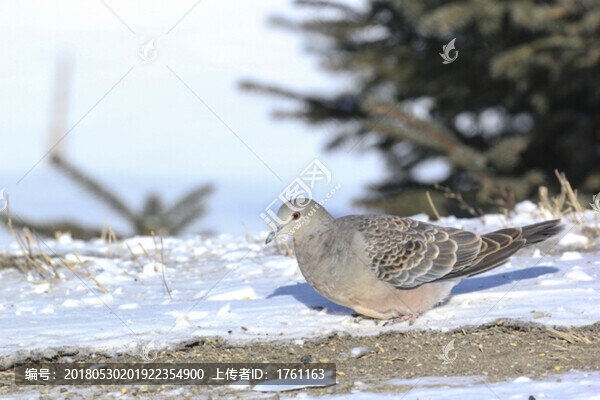 山斑鳩