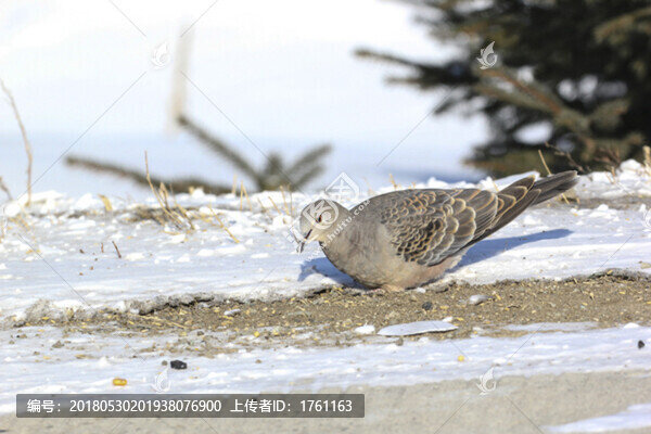 山斑鳩