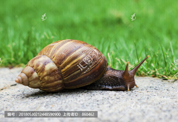 大蝸牛,蝸牛,爬行動物,軟體動