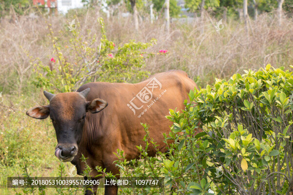 小牛