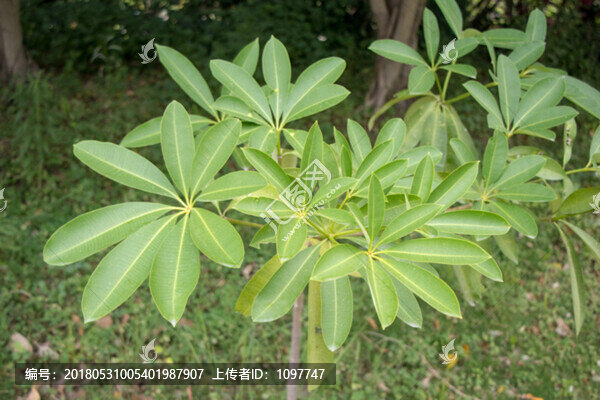 糖膠樹