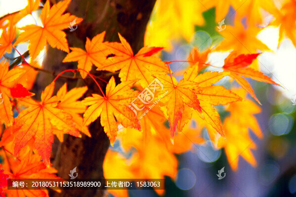 楓葉,紅葉