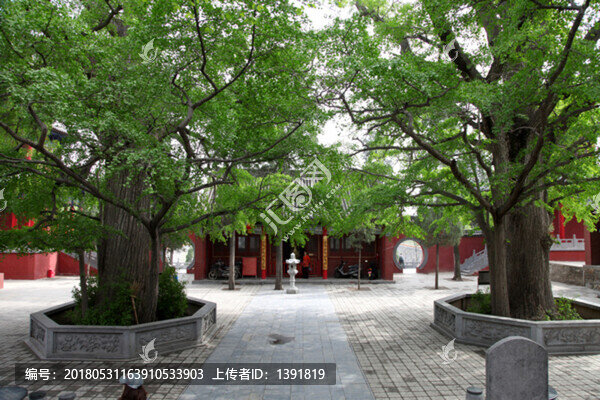 鄭州,登封,法王寺,法蘭手植樹(shù)