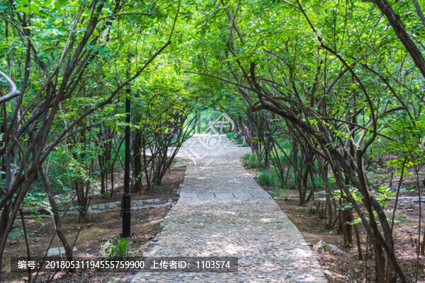 濟(jì)南千佛山綠色隧道,（23）