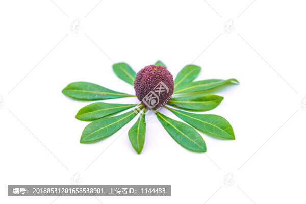 楊梅