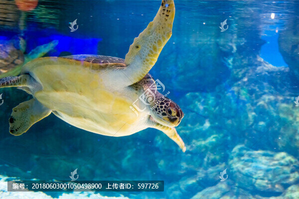 海龜