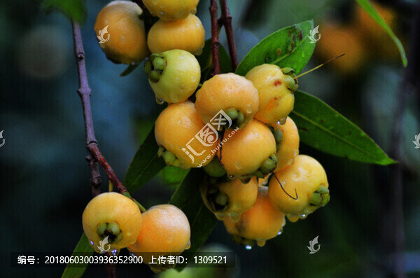 蒲桃