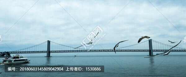 海鷗,跨海大橋,游船