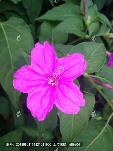 胭脂花