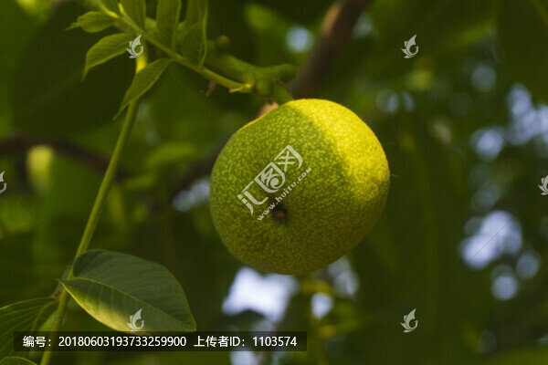 核桃
