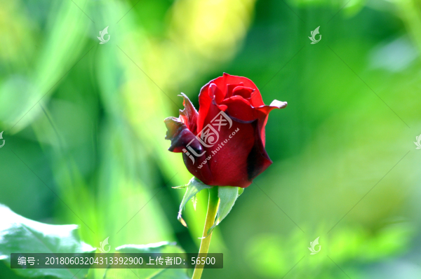 玫瑰花