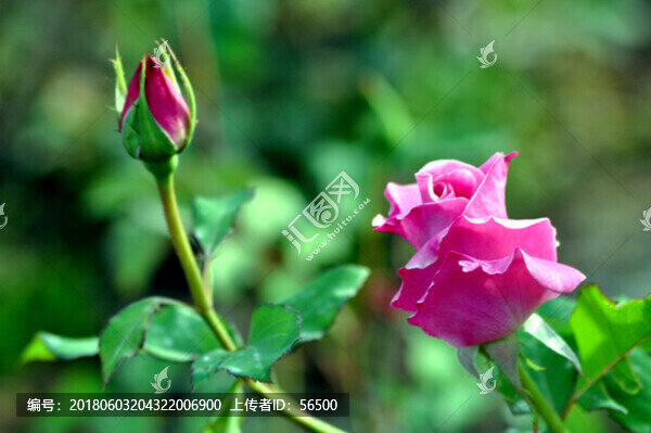 玫瑰花