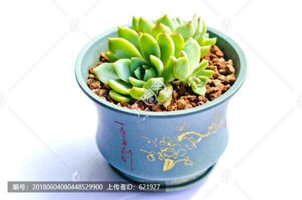 多肉,格林