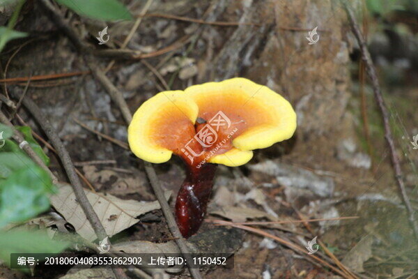 天然野生靈芝,（8）