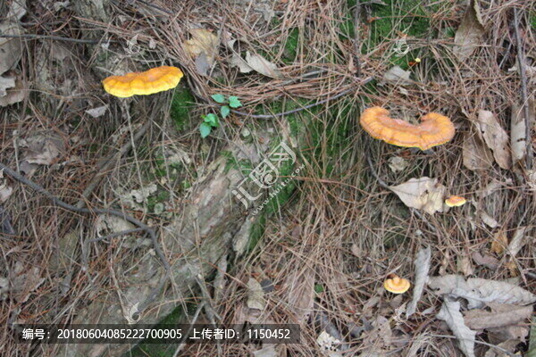 天然野生靈芝,（27）