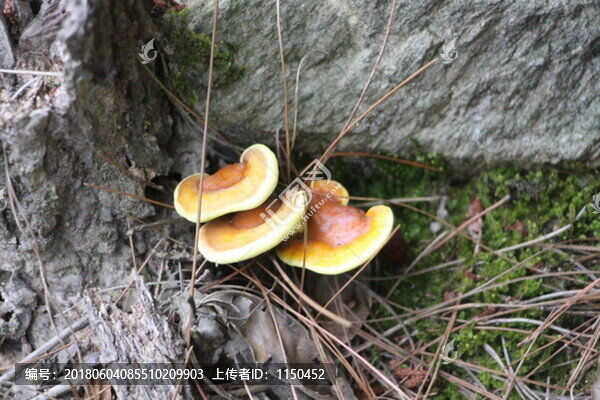 天然野生靈芝,（49）