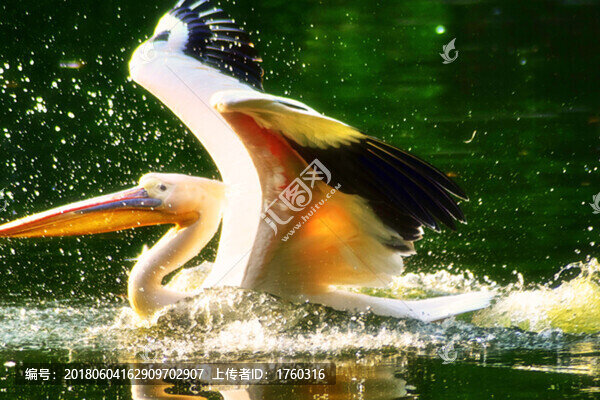野生鳥(niǎo)類