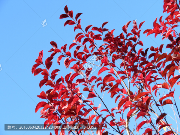 紅葉