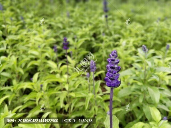 花及綠葉