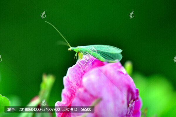 花與飛蟲