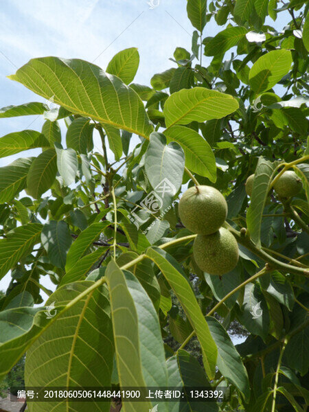 核桃樹(shù),,青核桃
