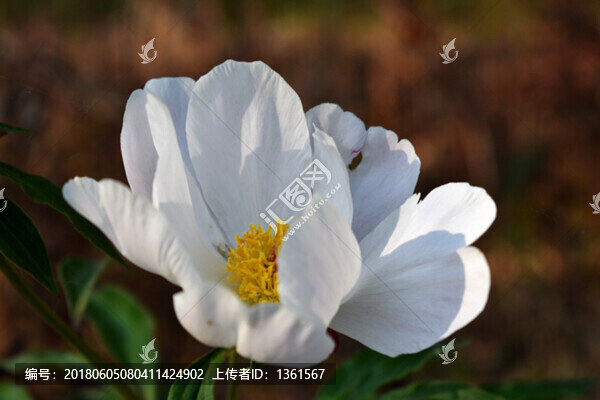 芍藥