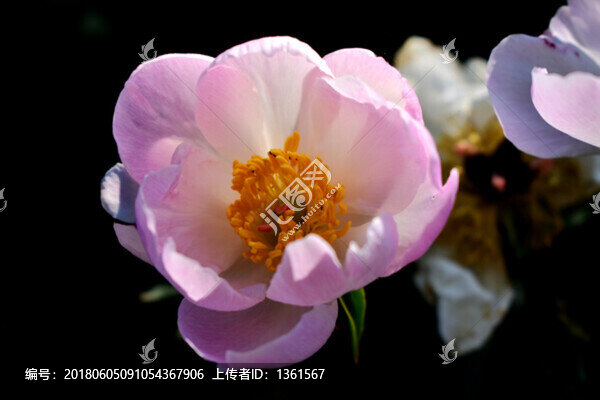 芍藥