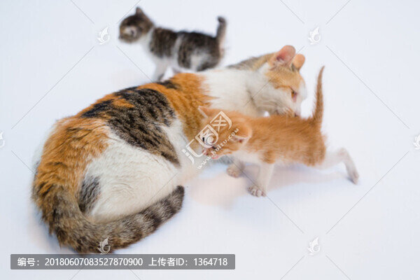 貓