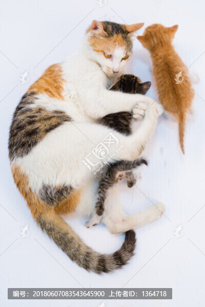 貓