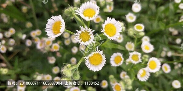 晚霞夏花,（5）
