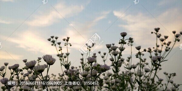 晚霞夏花,（6）