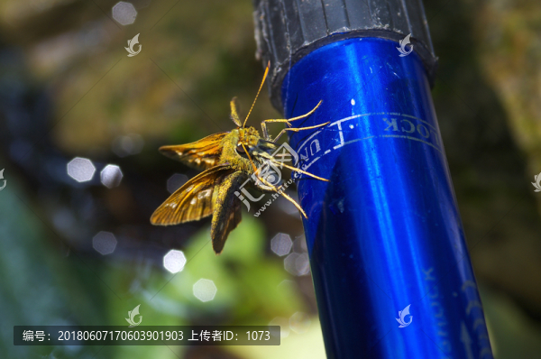 蛾子與登山杖
